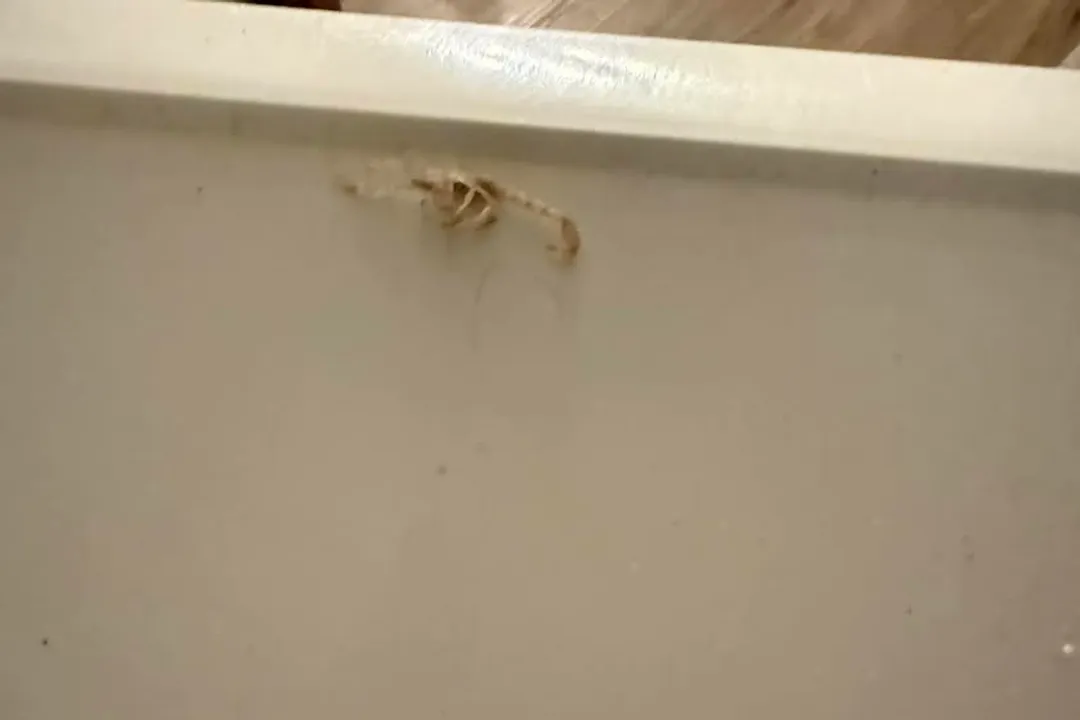 Should I be concerned if I find a scorpion in my house?