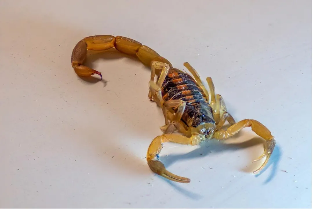 Should I be concerned if I find a scorpion in my house?, Immediate Action