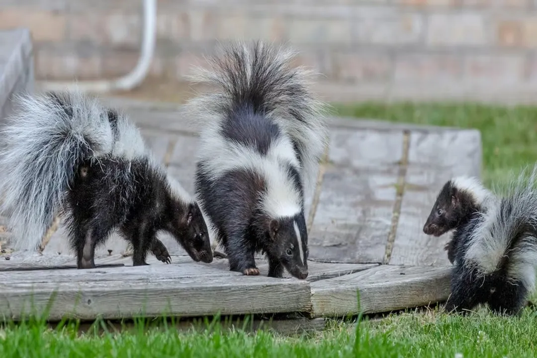 Should I let a skunk live in my yard?, Pest Control