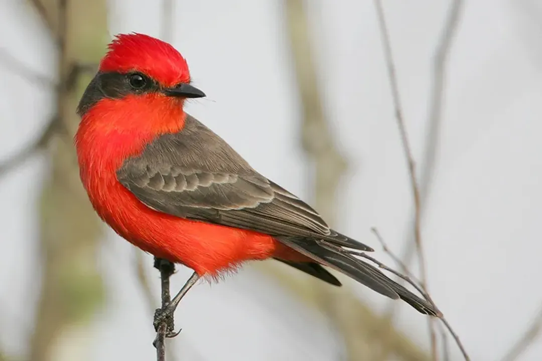 Vermilion Flycatcher Diet, Feeding Young
