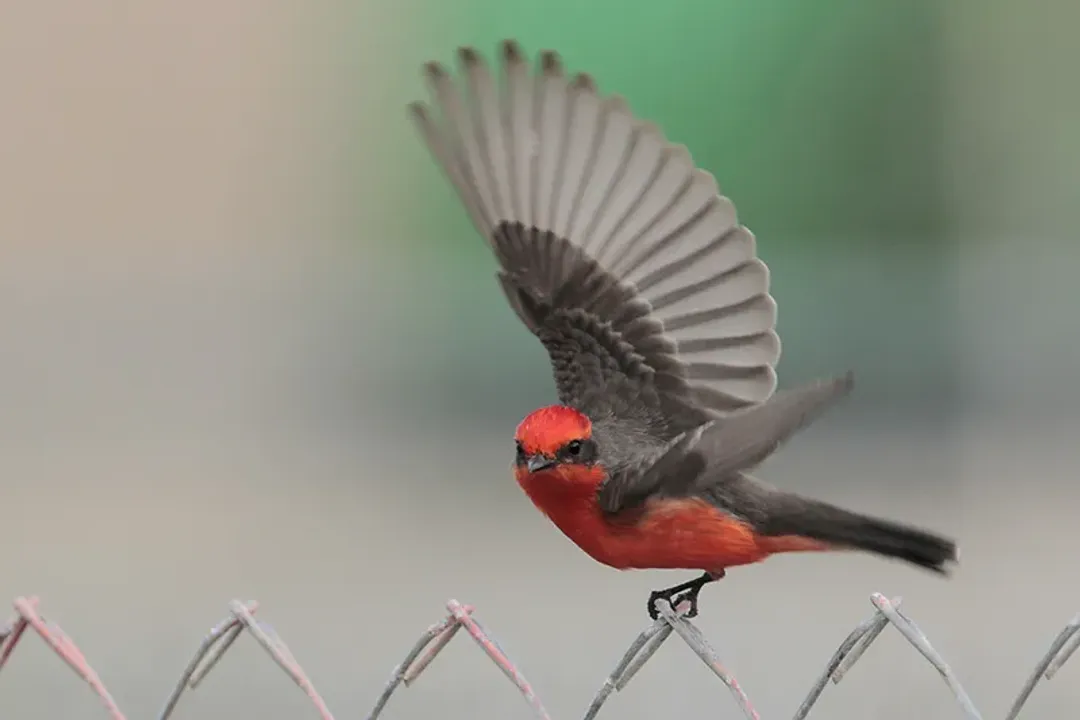 Vermilion Flycatcher Diet, Hunting Strategy