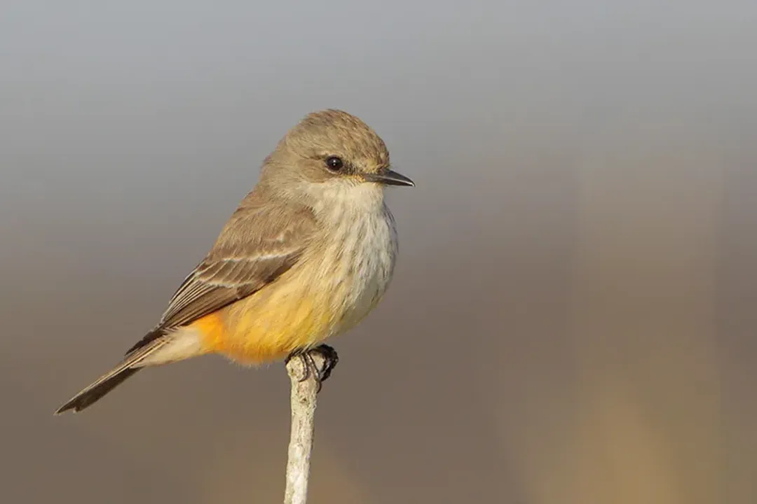 Vermilion Flycatcher Diet, Seasonal Shifts and Habitat Links
