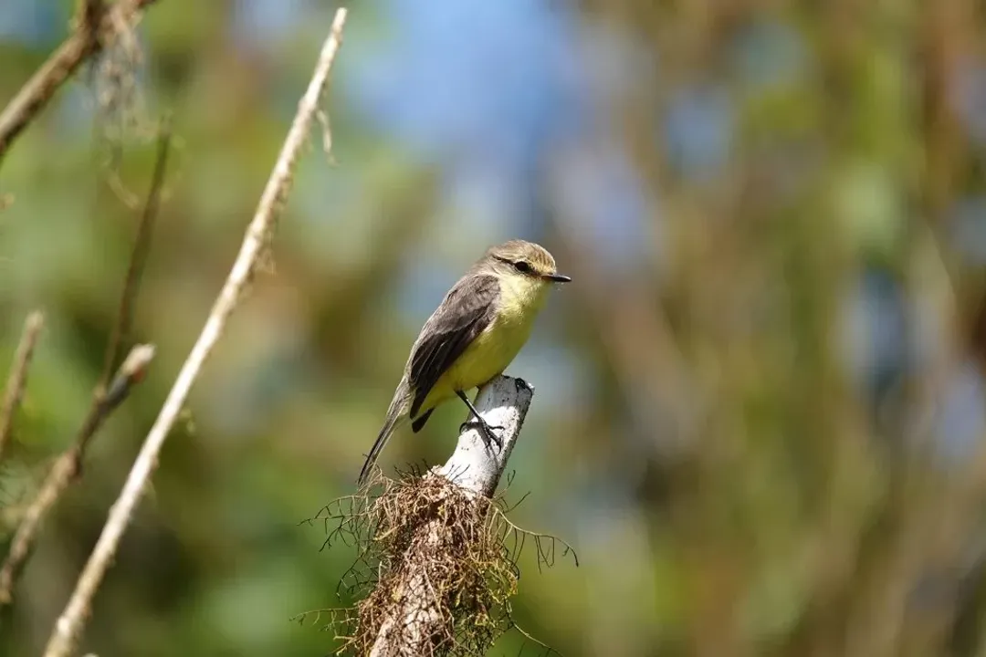 Vermilion Flycatcher Evolution, Coloration Divergence