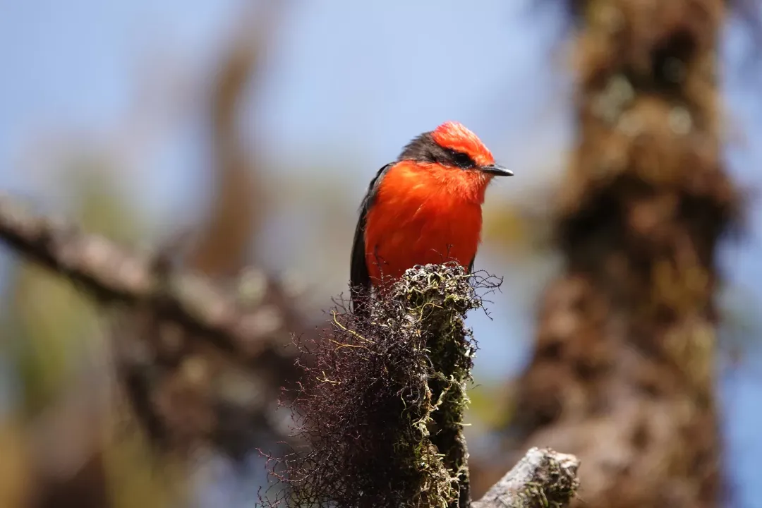 Vermilion Flycatcher Evolution