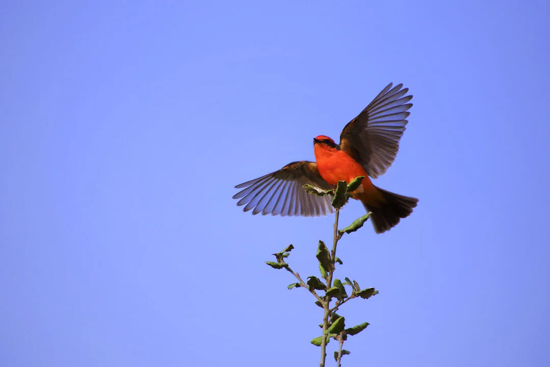 Vermilion Flycatcher Facts