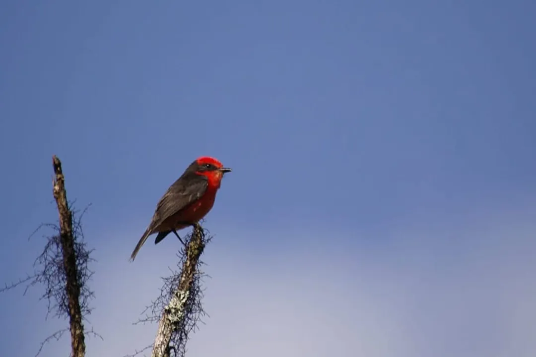 Vermilion Flycatcher Facts, Range and Habitats
