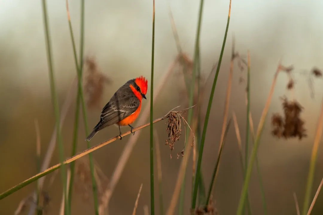 Vermilion Flycatcher Facts, Fire Head Etymology