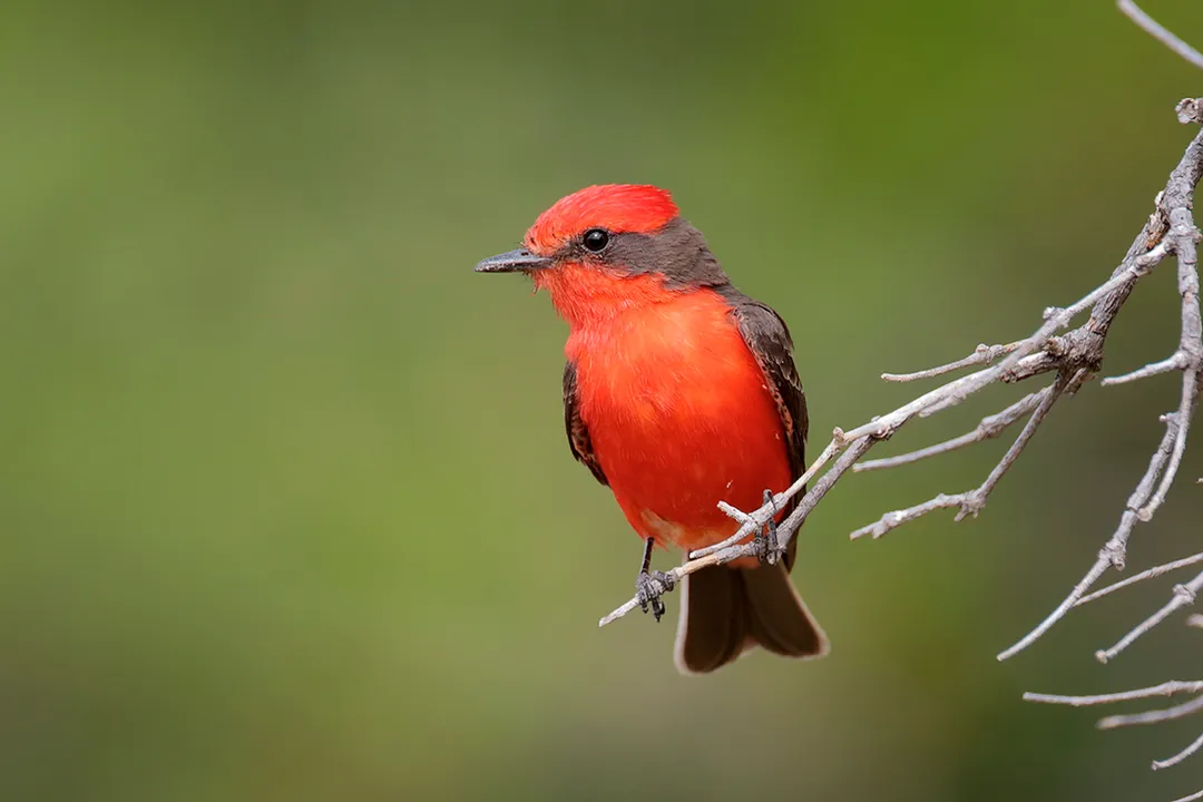 Vermilion Flycatcher Locations, Texas Hotspots
