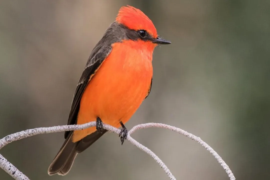 Vermilion Flycatcher Locations, North American Strongholds
