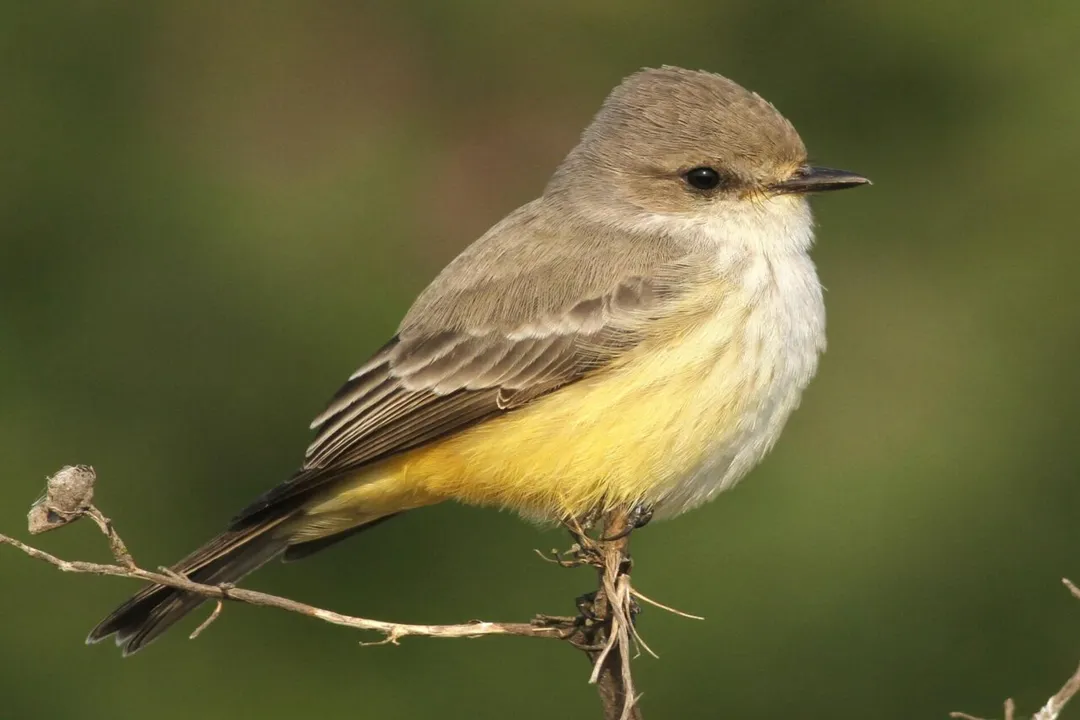 Vermilion Flycatcher Physical Characteristics, Size and Structure