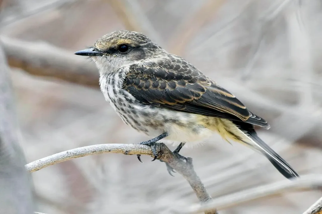 Vermilion Flycatcher Physical Characteristics, Developing Plumage