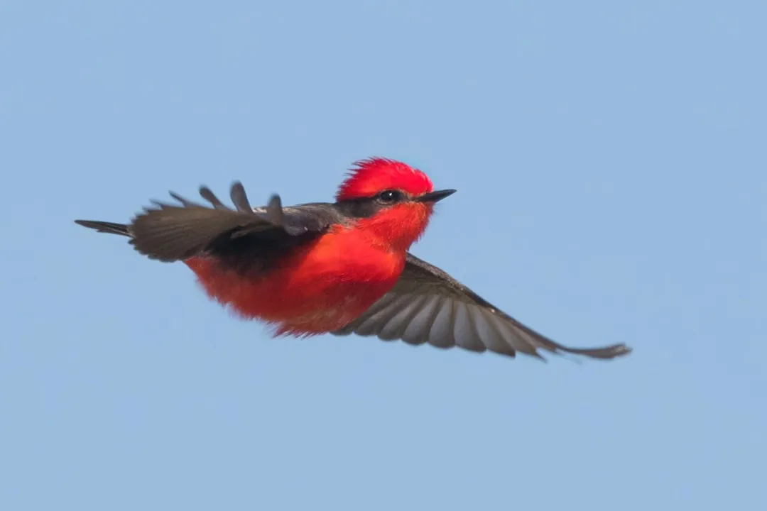 Vermilion Flycatcher Physical Characteristics, Female Appearance
