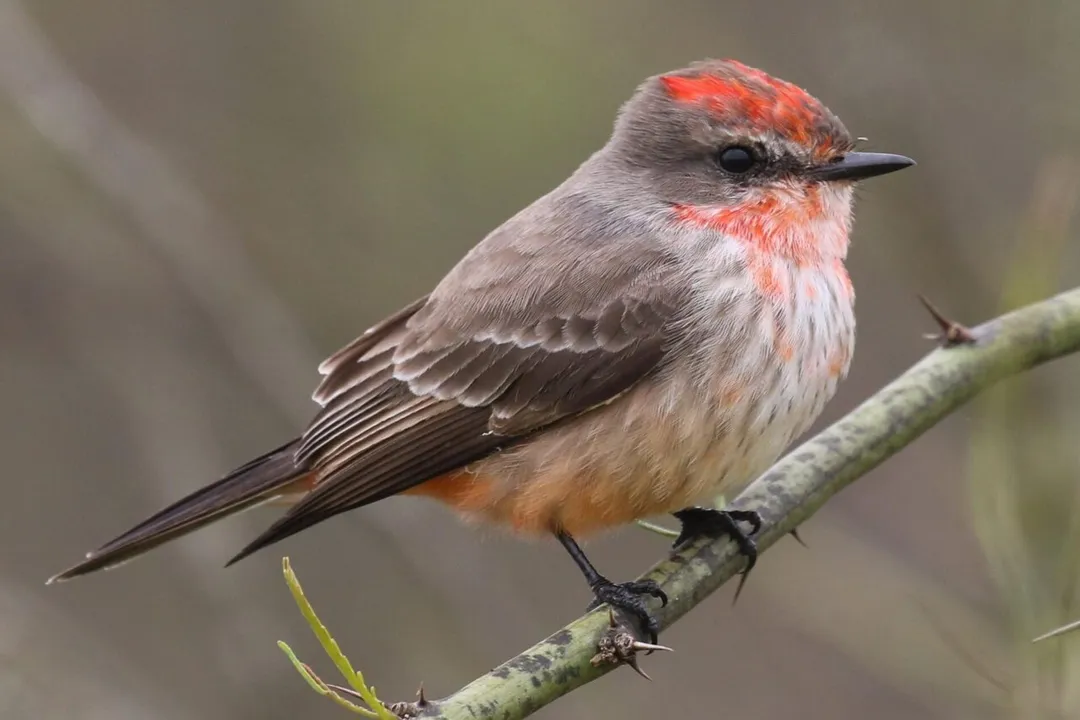 Vermilion Flycatcher Physical Characteristics, Male Plumage