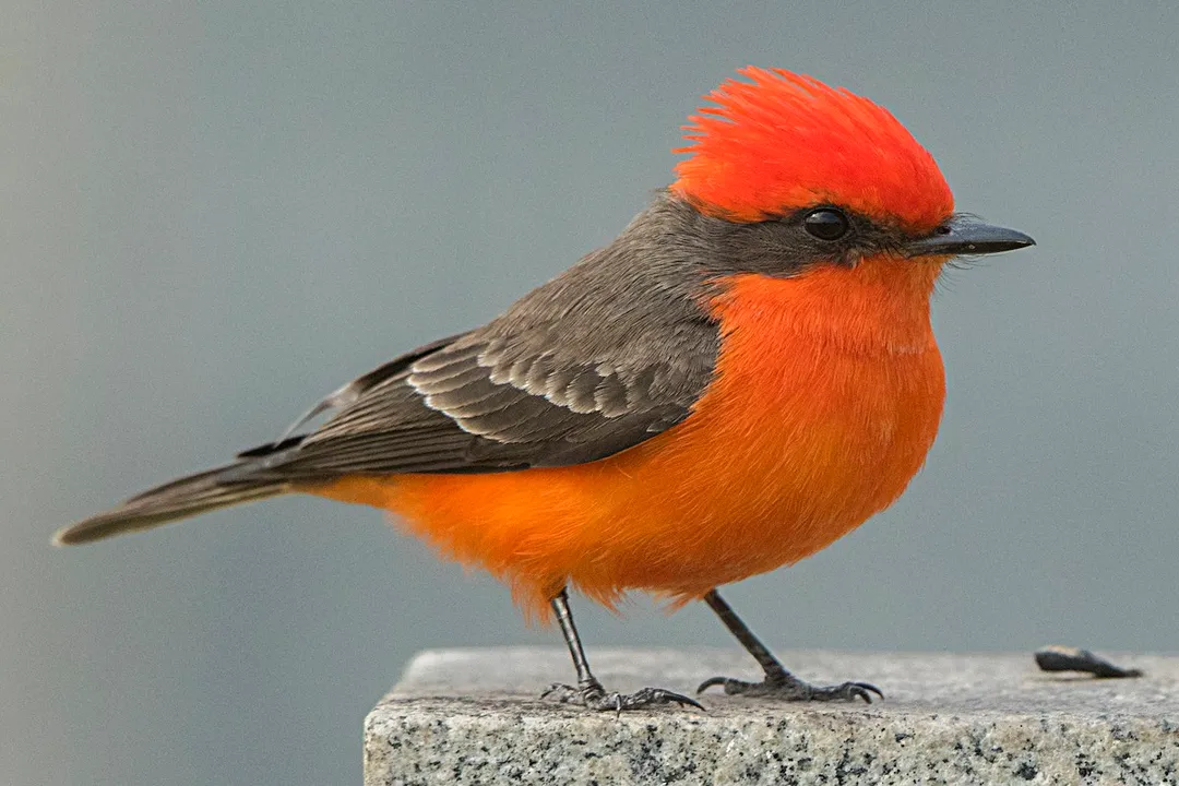 Vermilion Flycatcher Scientific Classification, The Broadest Ties