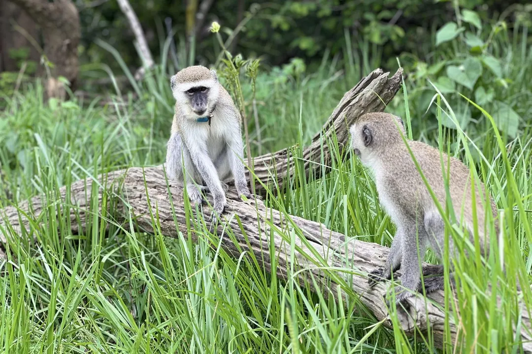 Vervet Monkey Diet, Human Influence