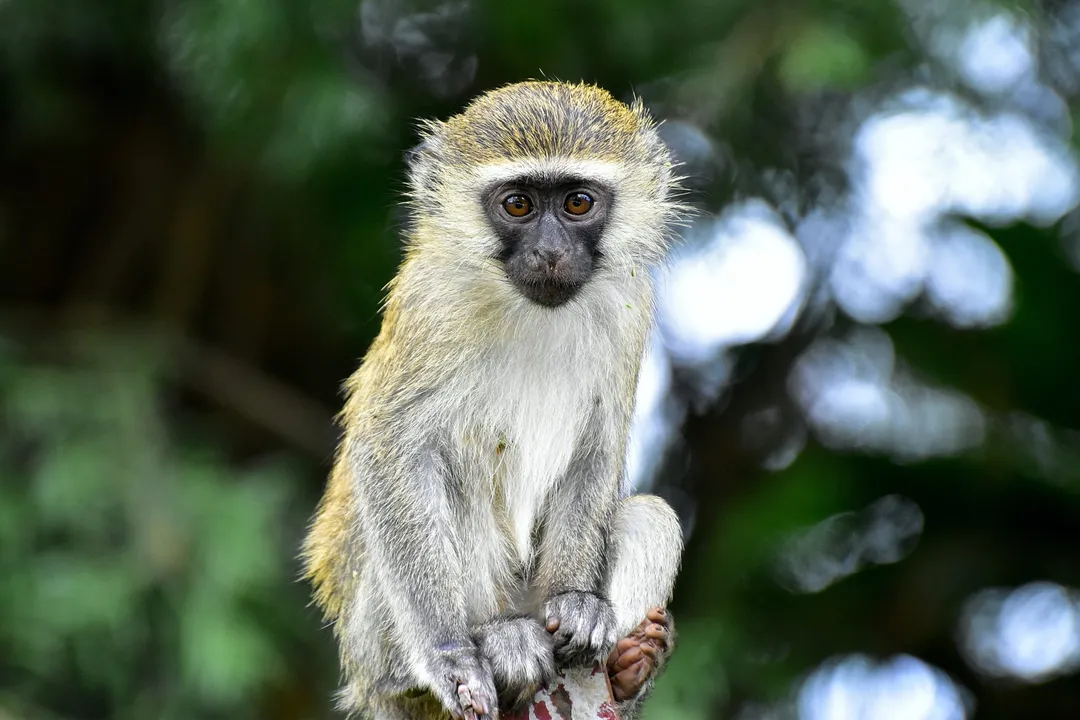 Vervet Monkey Diet, Protein Sources