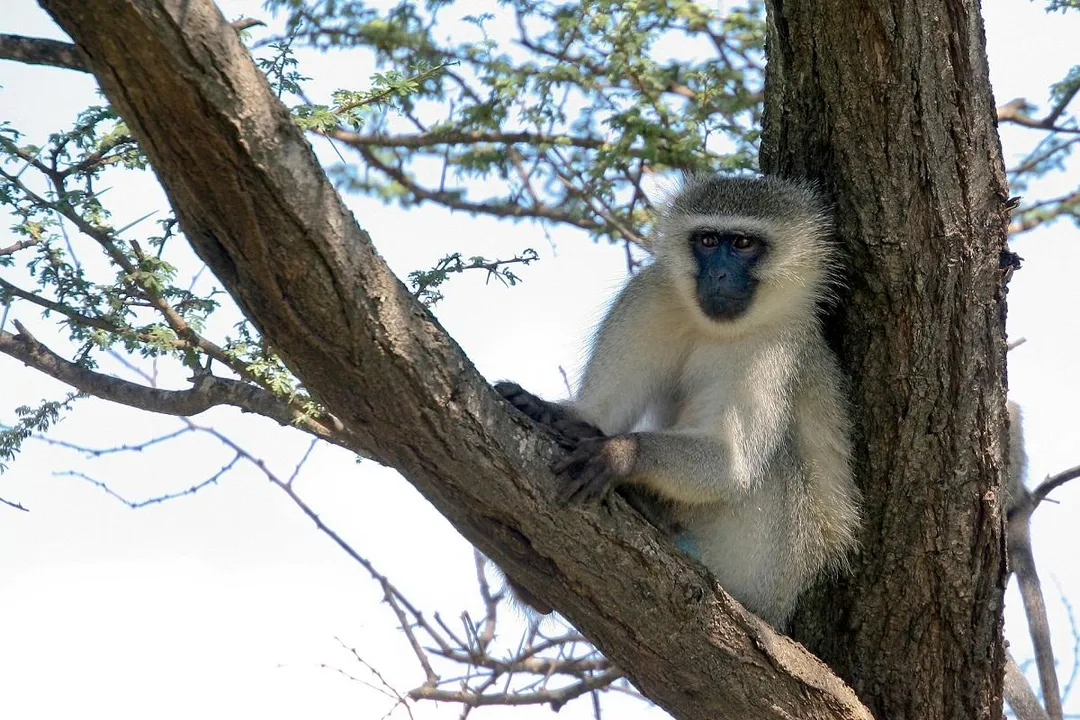 Vervet Monkey Evolution