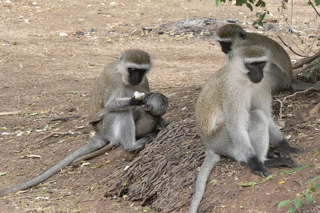 Vervet Monkey Evolution, Divergence Events