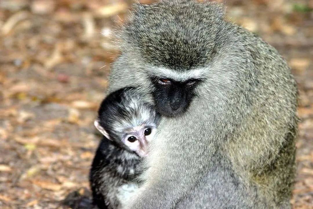 Vervet Monkey Evolution, Habitat Range