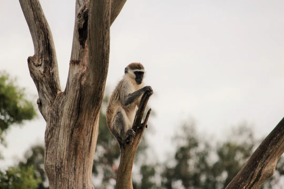Vervet Monkey Facts