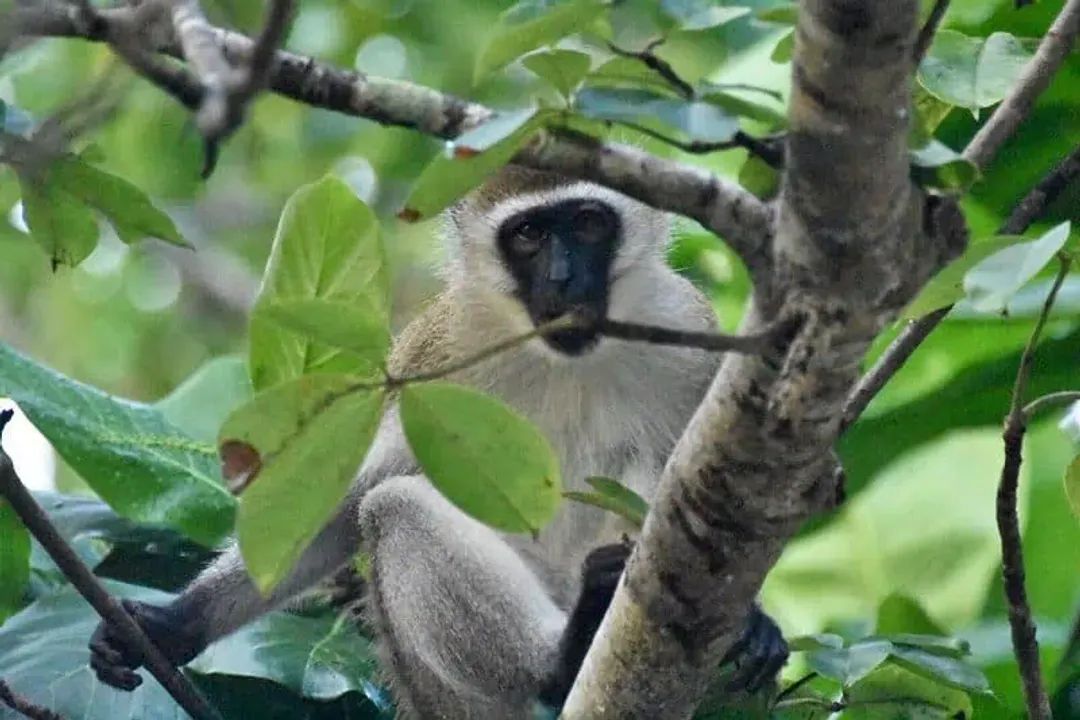 Vervet Monkey Locations, Eastern Habitats