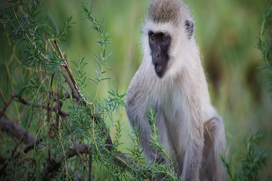 Vervet Monkey Physical Characteristics