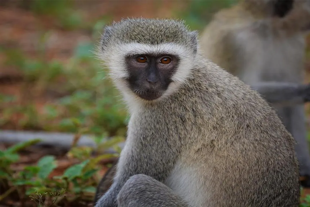 Vervet Monkey Physical Characteristics, Fur Pattern