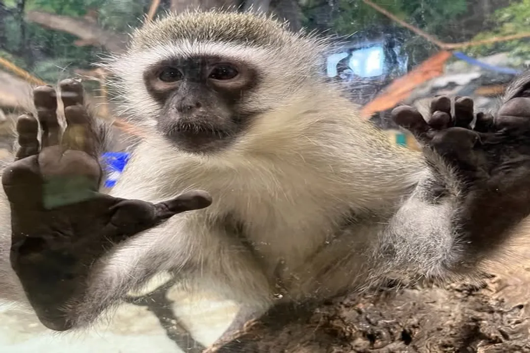 Vervet Monkey Physical Characteristics, Distinct Markings