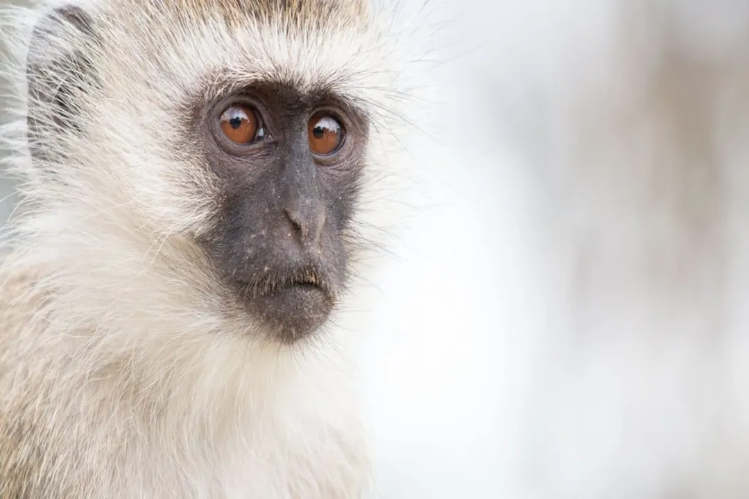 Vervet Monkey Scientific Classification, Primate Placement