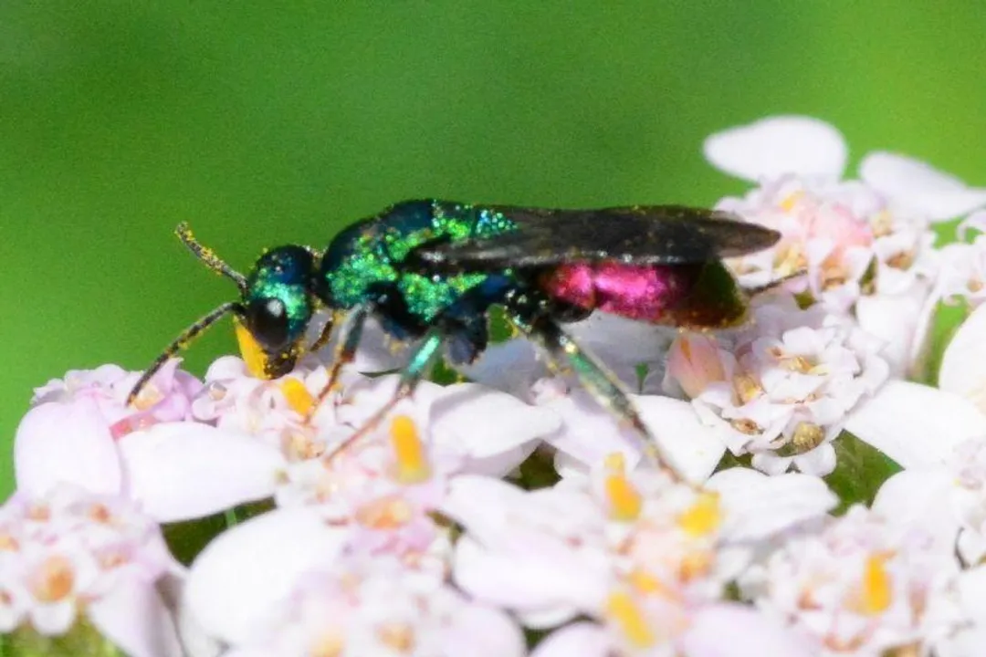 Vestal Cuckoo Bumblebee Diet, Larval Sustenance