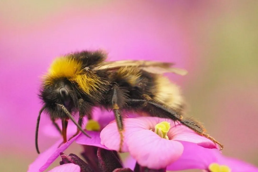 Vestal Cuckoo Bumblebee Diet, Conservation Implication
