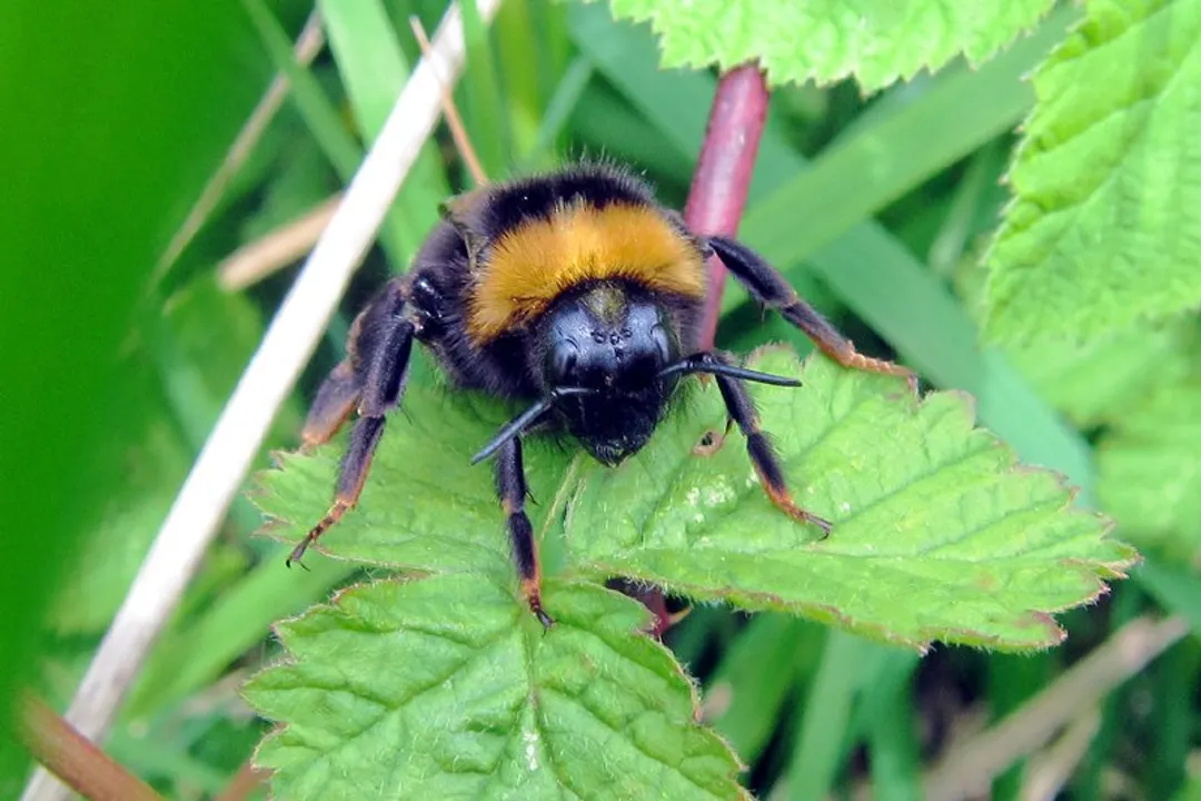 Vestal Cuckoo Bumblebee Facts, Geography and Habitat