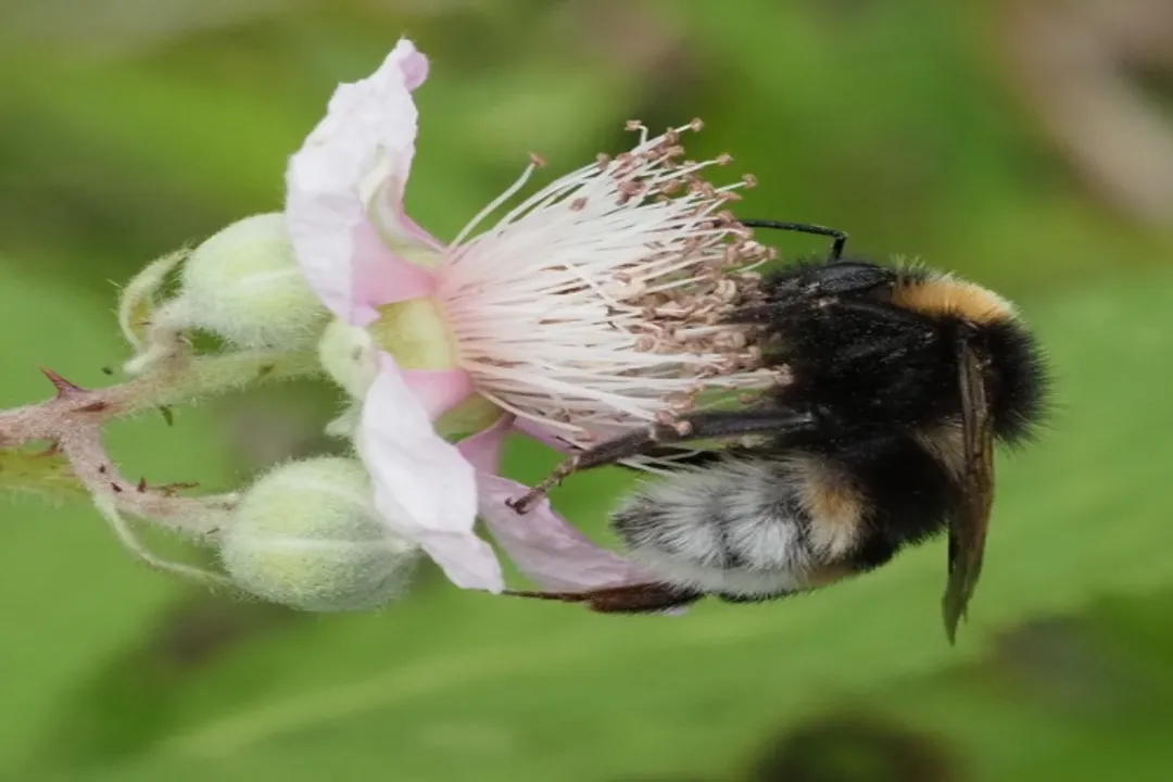 Vestal Cuckoo Bumblebee Locations, Broad Geography