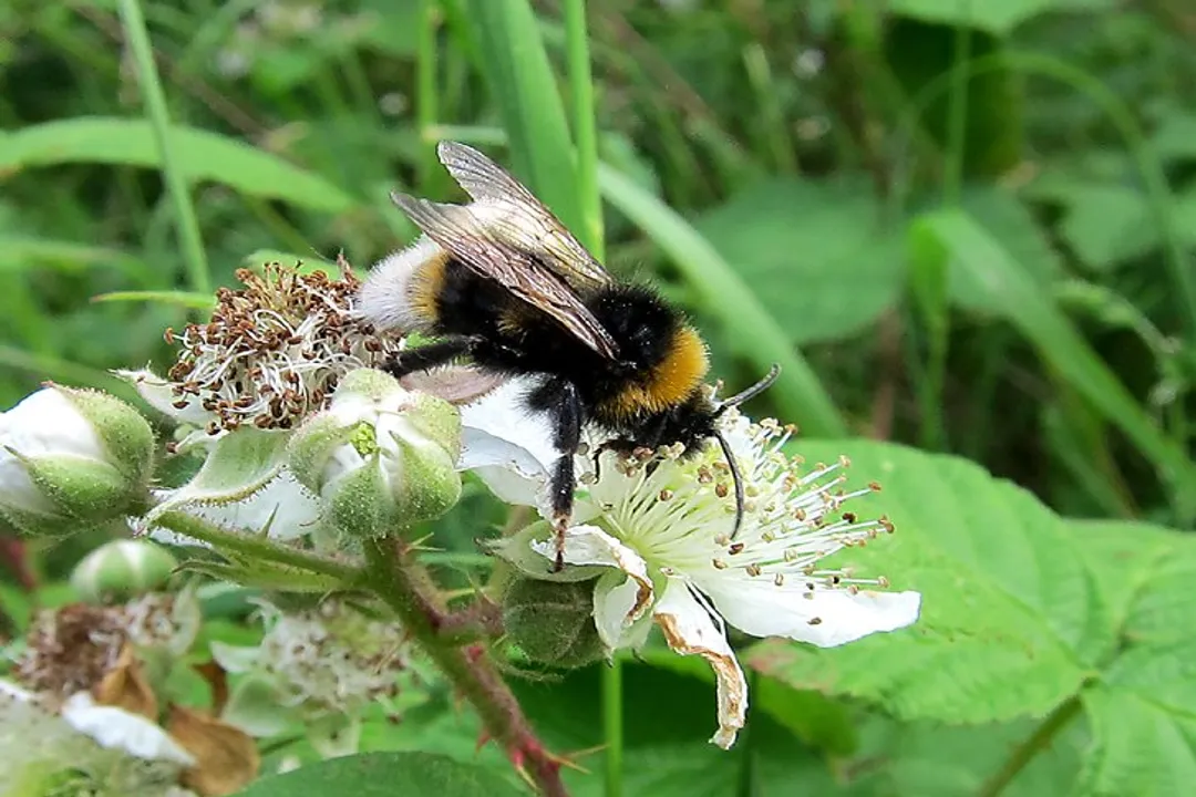 Vestal Cuckoo Bumblebee Locations, Preferred Habitats