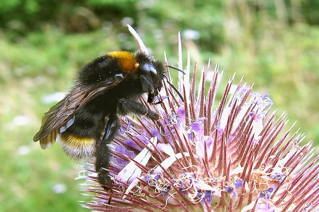 Vestal Cuckoo Bumblebee Locations, United Kingdom Range