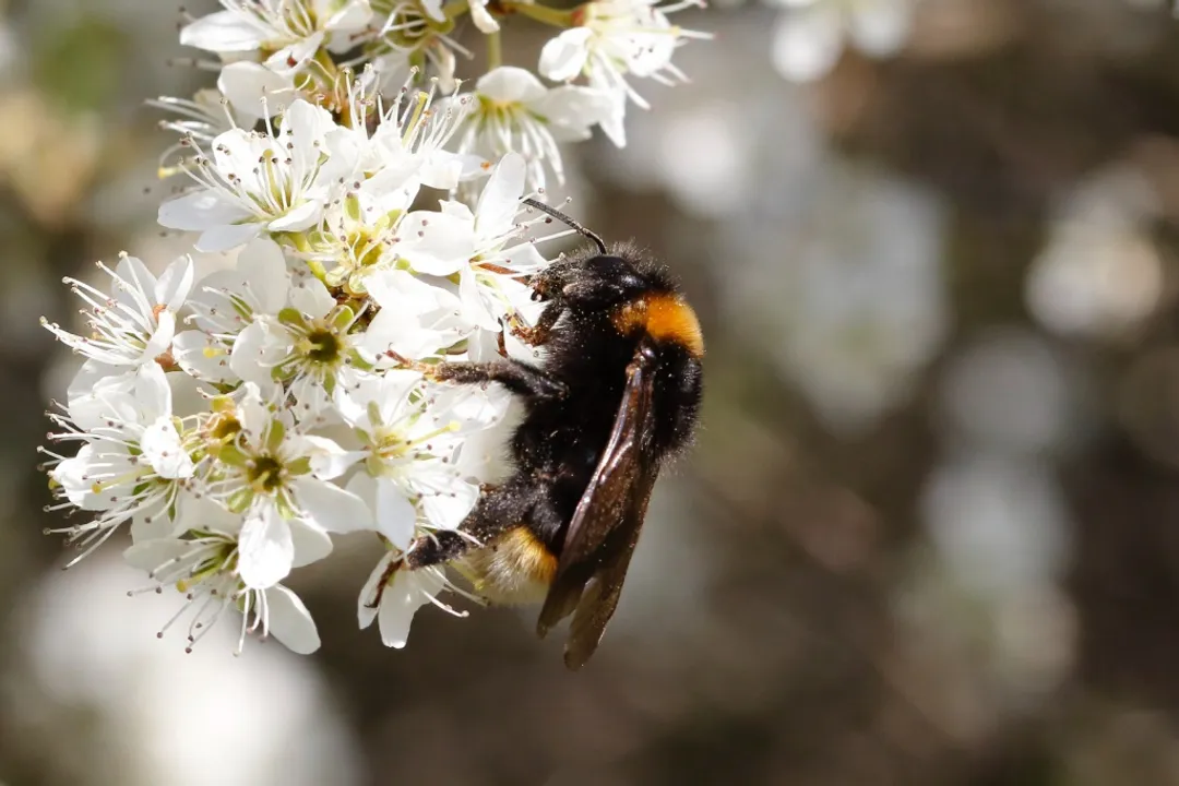 Vestal Cuckoo Bumblebee Physical Characteristics, Male Morphology