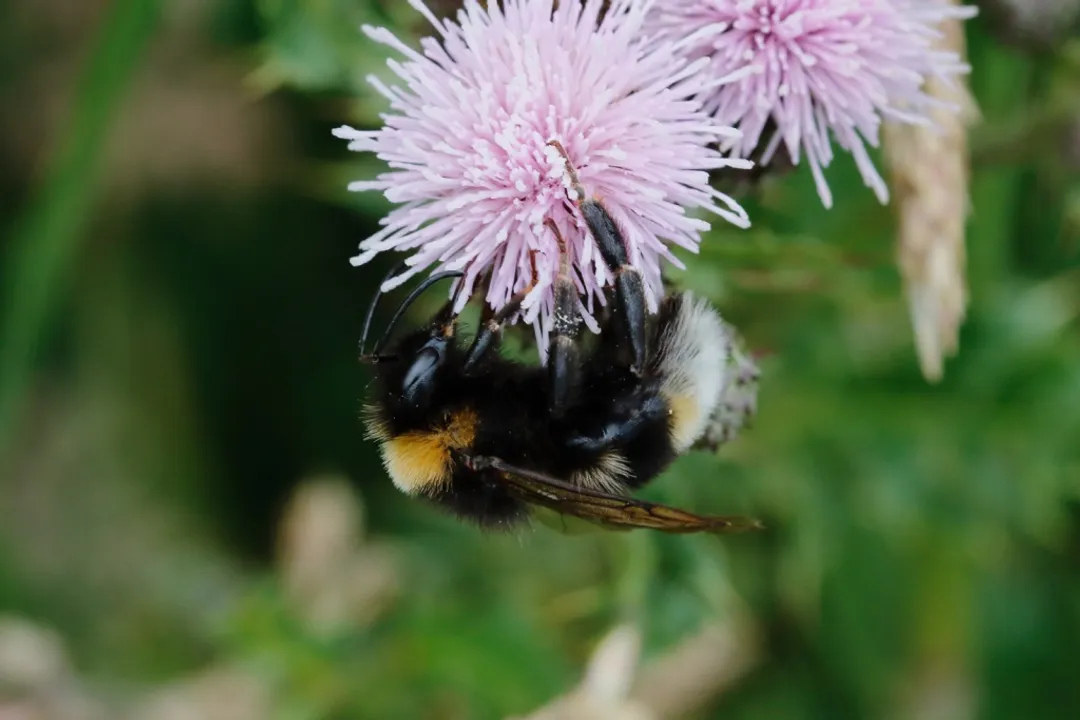 Vestal Cuckoo Bumblebee Physical Characteristics, Queen Appearance