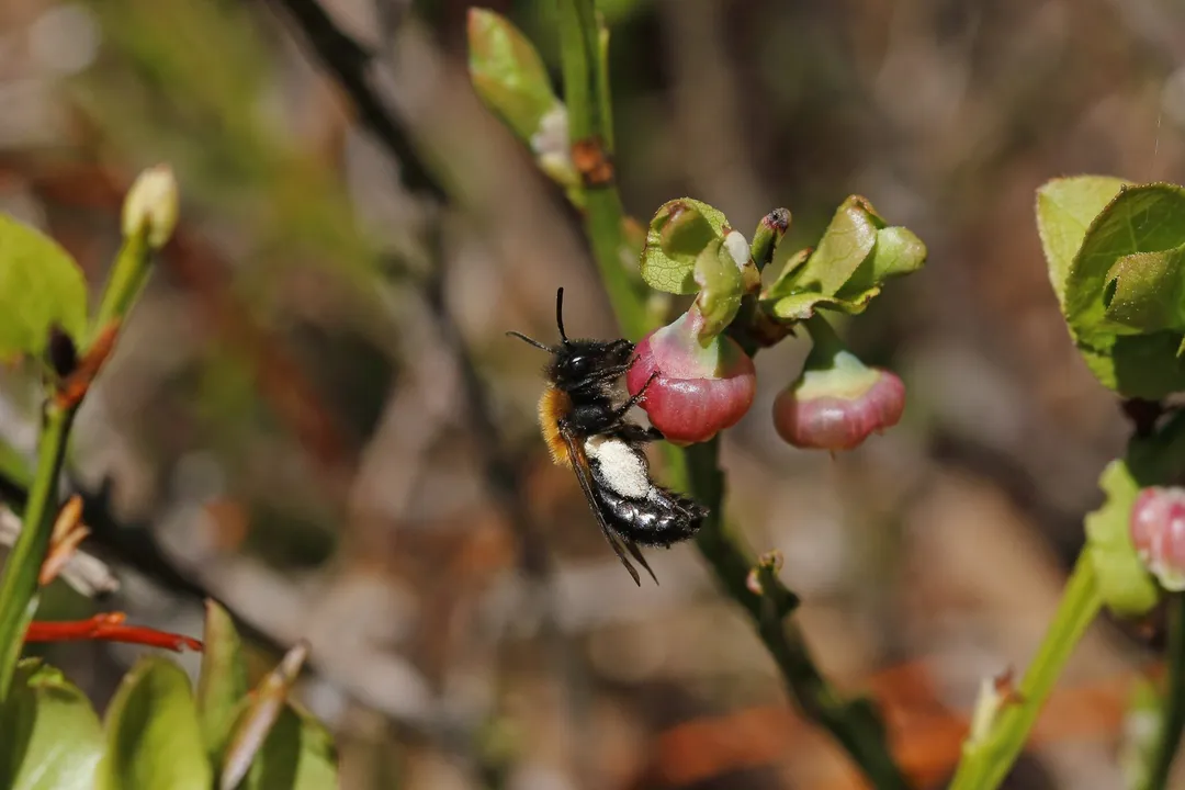 How does the antennal structure of the male Vestal Cuckoo Bumblebee help distinguish it from similar species?