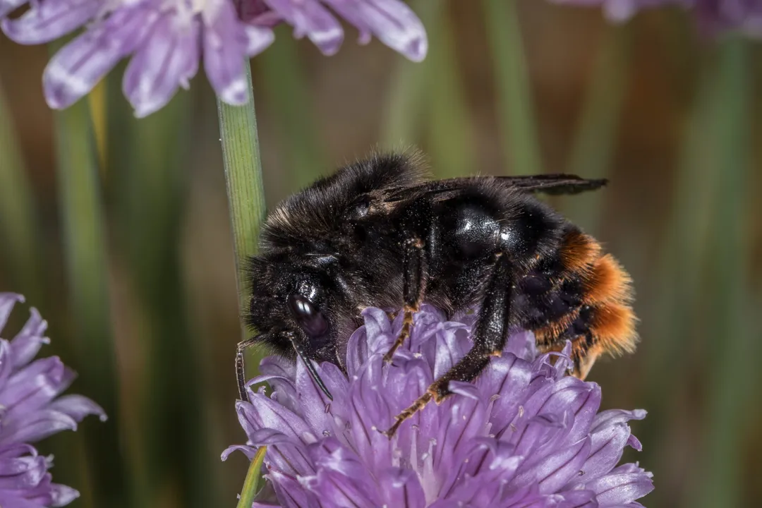 Vestal Cuckoo Bumblebee Physical Characteristics, Comparing Cuckoos and Hosts
