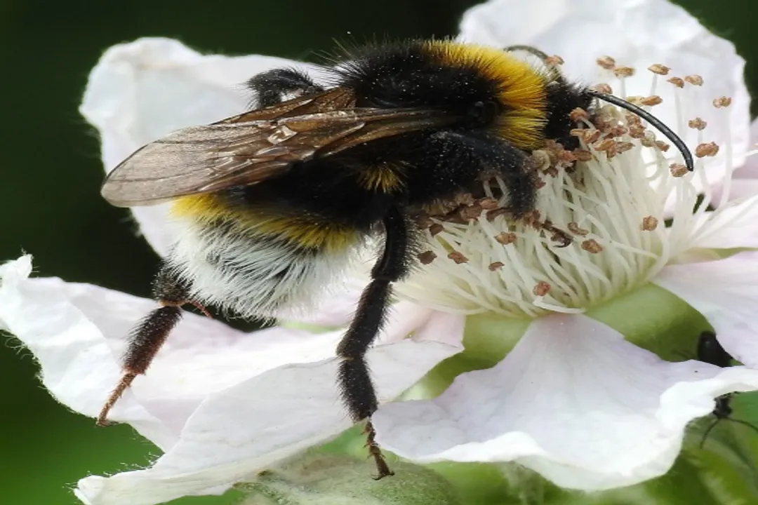 Vestal Cuckoo Bumblebee Scientific Classification, Family Apidae