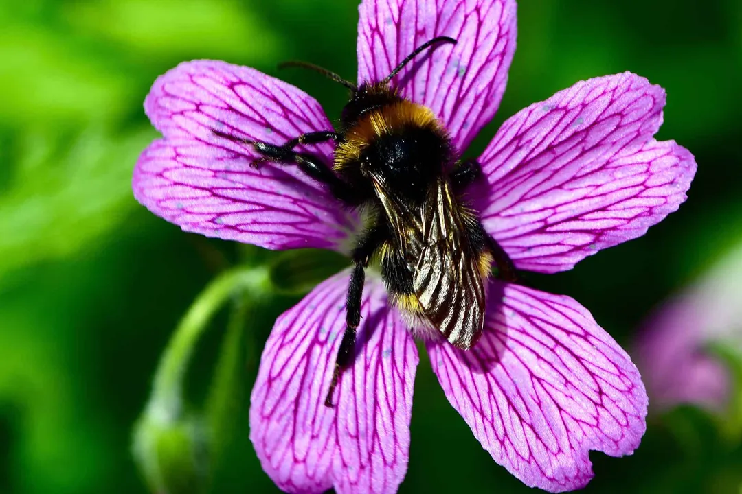 Vestal Cuckoo Bumblebee Scientific Classification, Phylum And Class