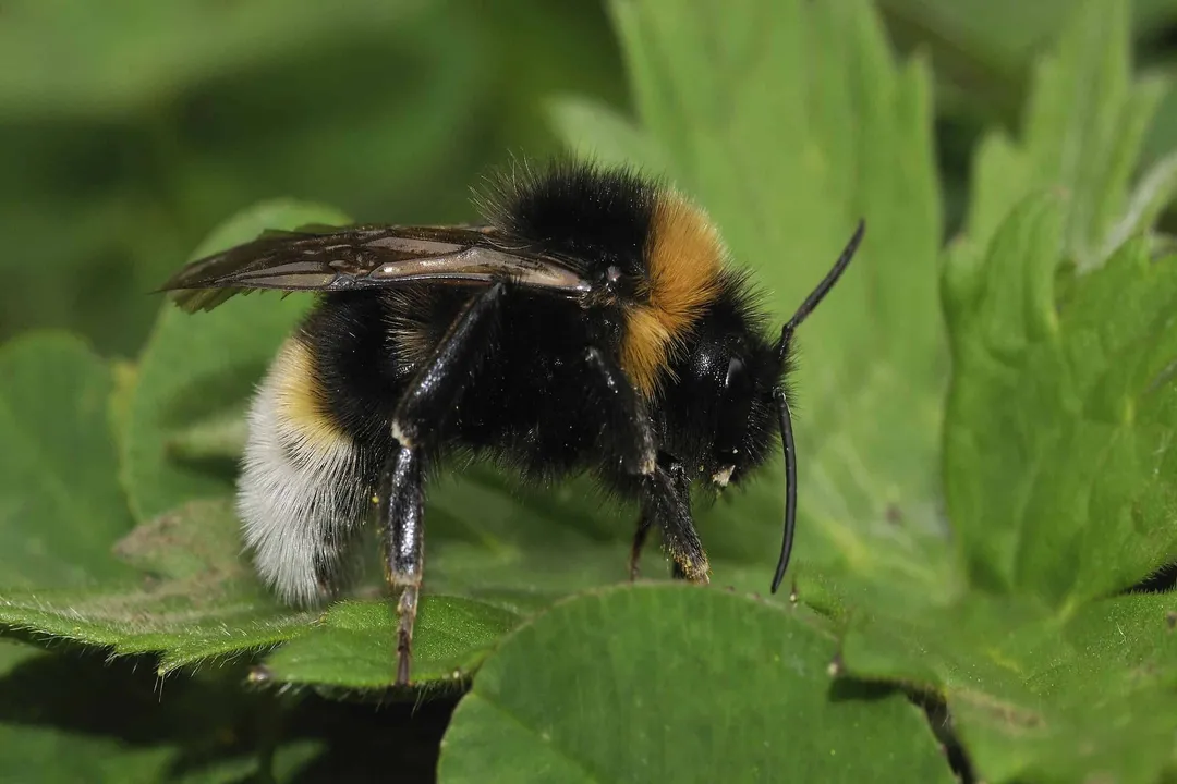 Vestal Cuckoo Bumblebee Scientific Classification, Kingdom Animalia