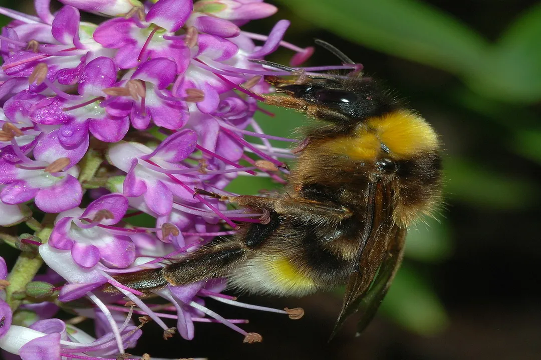 Vestal Cuckoo Bumblebee Scientific Classification, Order Hymenoptera