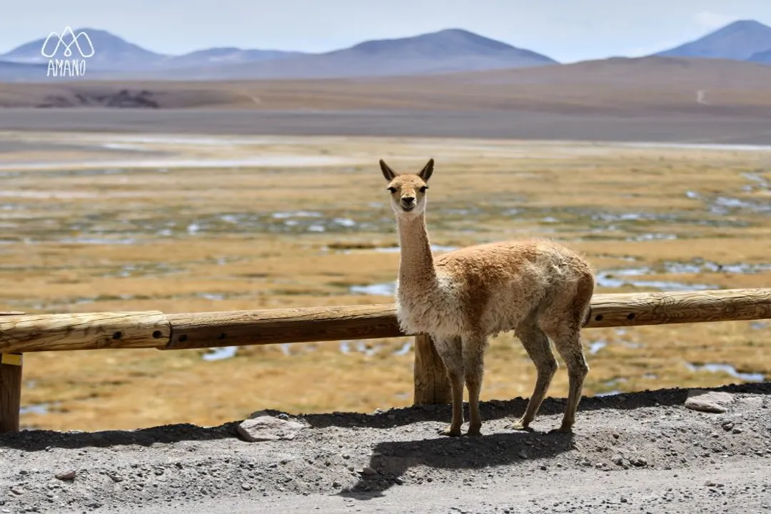 Vicuña Evolution, Divergence Timeline