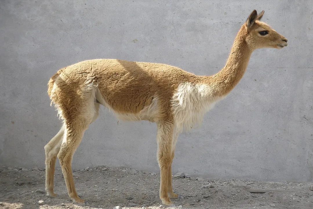 Vicuña Evolution, Camelid Relatives