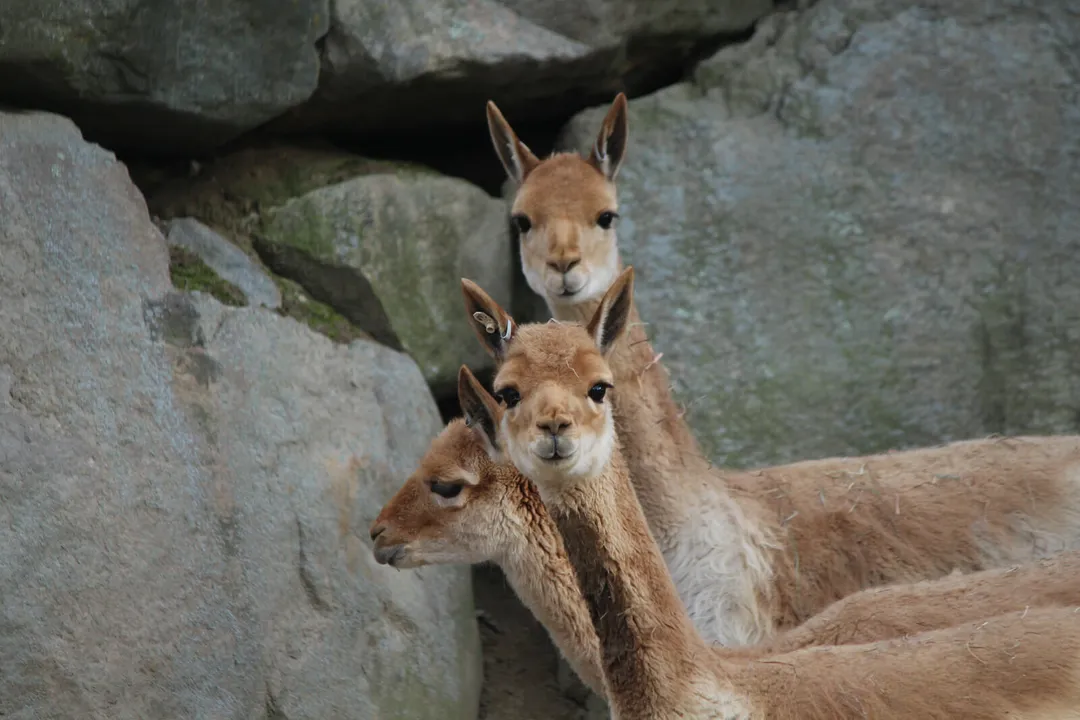 Vicuña Facts, Fine Coat Details