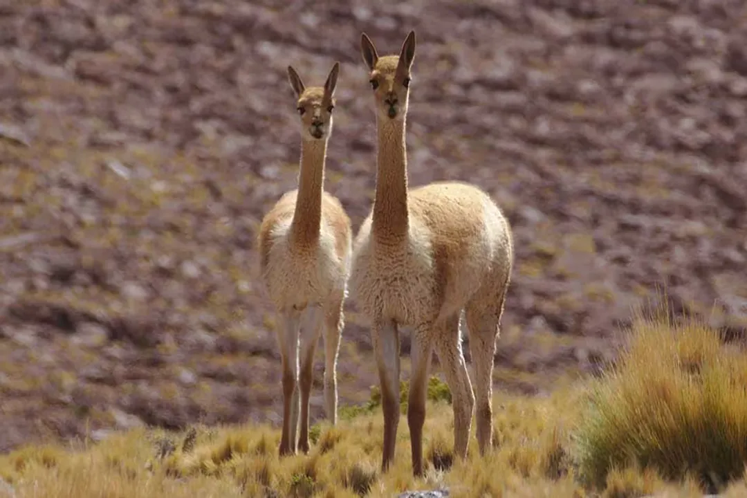 Vicuña Facts, Camel Family Member