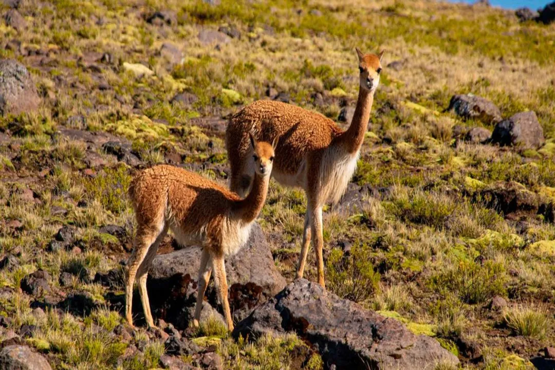 Vicuña Facts, High Altitude Home