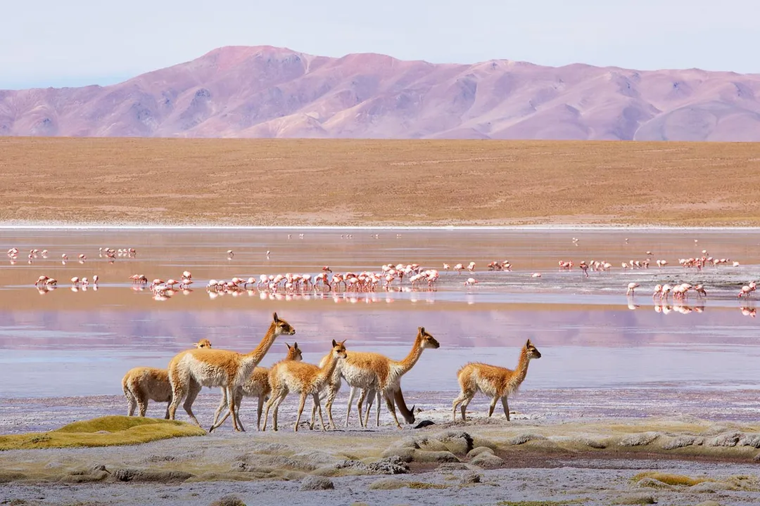 Vicuña Locations, Andean Range