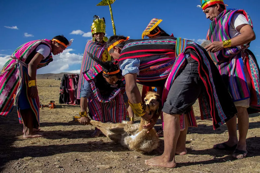 Vicuña Physical Characteristics, Limbs and Gait